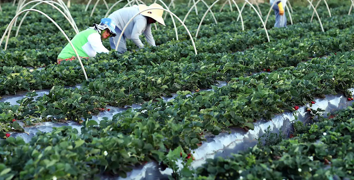 Finep anuncia parceria de R$ 74,9 milhões para a agricultura familiar 