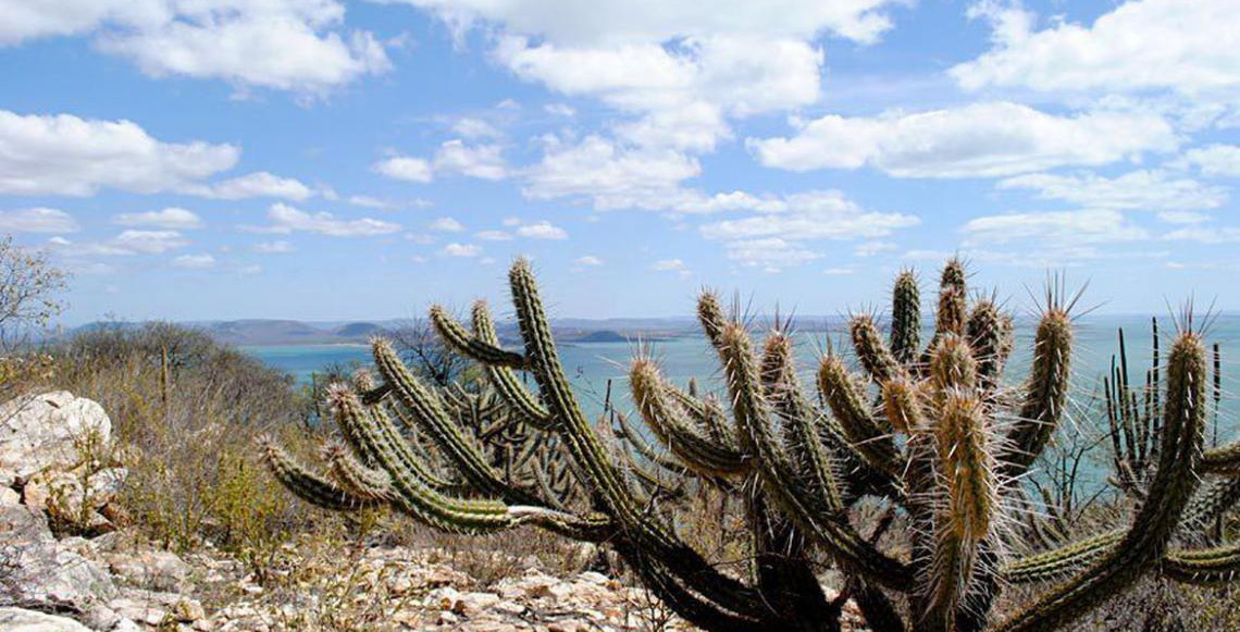 Ameaçada de desertificação, Caatinga terá área de 10 milhões de hectares recuperada