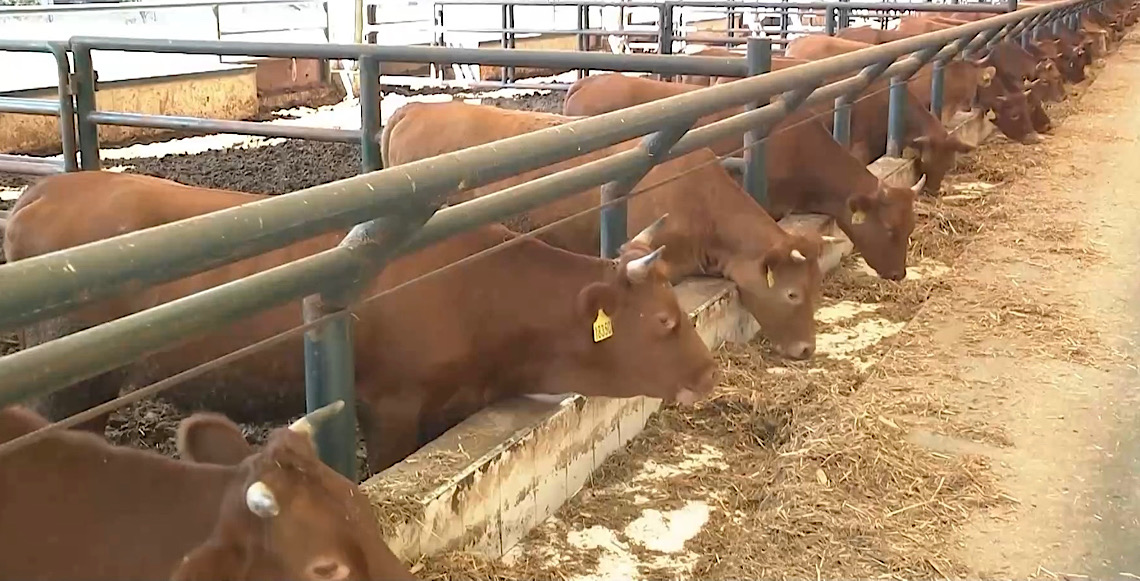 Brasil se torna o maior produtor mundial de carne bovina, ultrapassando os Estados Unidos