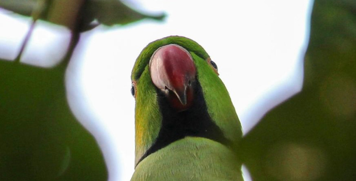 Alterada a normativa sobre espécies exóticas invasoras do DF