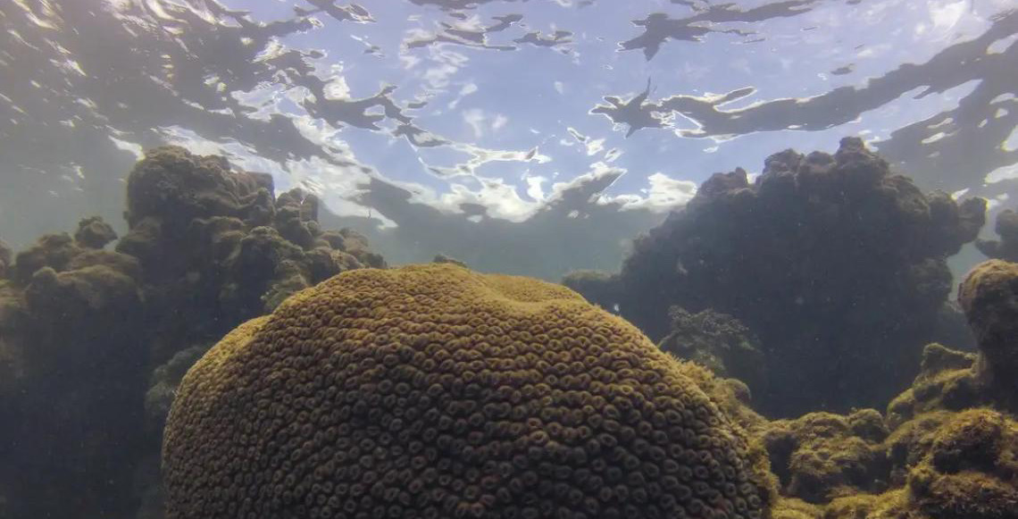 El Niño afeta ecossistema marinho no Oceano Atlântico, diz estudo
