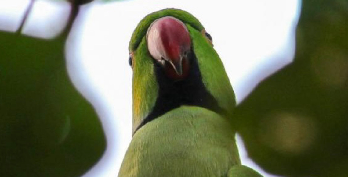 Alterada a normativa sobre espécies exóticas invasoras do Distrito Federal