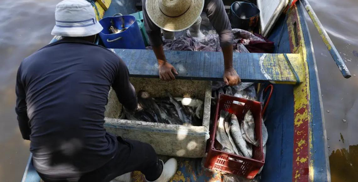 Pesquisadores encontram mercúrio em peixes da Baía de Guanabara