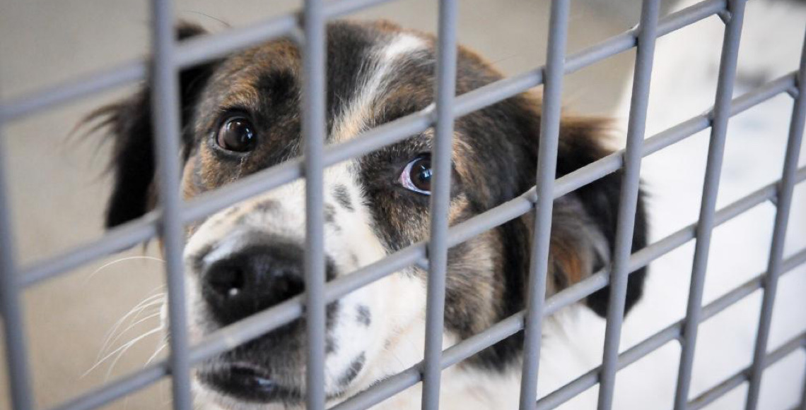 Lista de nomes dos protetores que receberão cartões Ração e Castração é divulgada