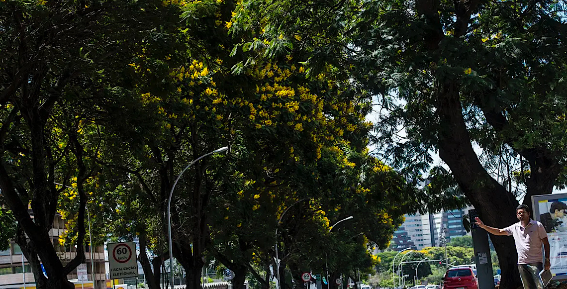 Com 673 diferentes tipos nativos, diversidade arbórea em SP impõe desafios