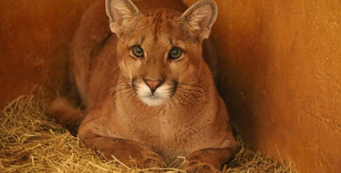 Com reconhecimento, Zoológico de Brasília vive ano histórico em 2025