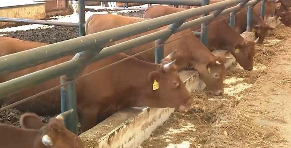 Brasil se torna o maior produtor mundial de carne bovina, ultrapassando os Estados Unidos