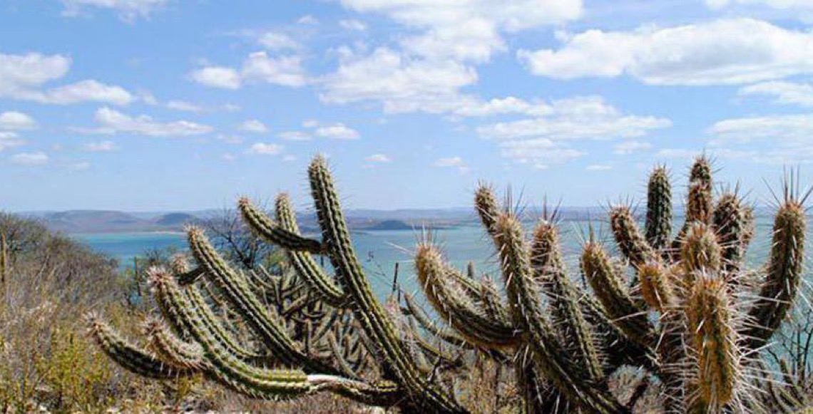 Ameaçada de desertificação, Caatinga terá área de 10 milhões de hectares recuperada