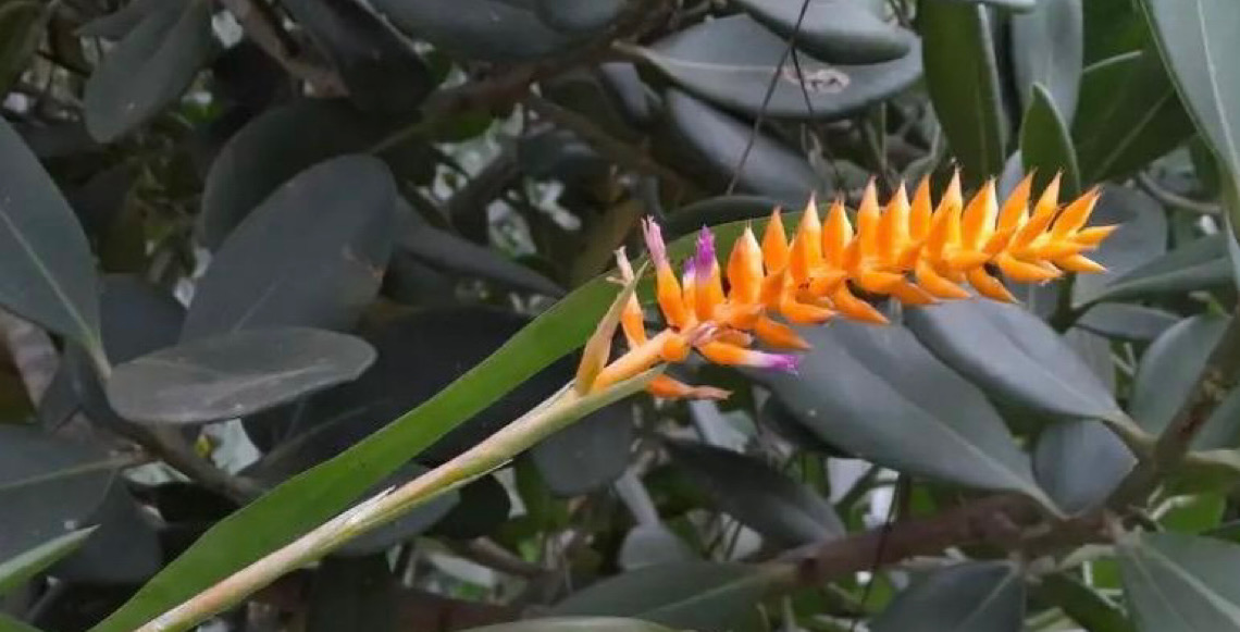 Espécie nova de bromélia floresce no Jardim Botânico do Rio de Janeiro