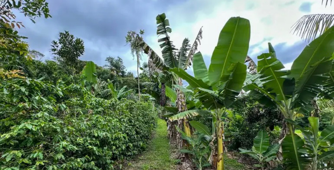 Agroflorestas ajudam a barrar avanço da soja no nordeste do Pará