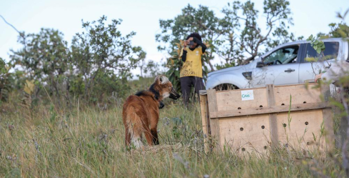 Ações de preservação e educação em favor do Cerrado marcam 2025