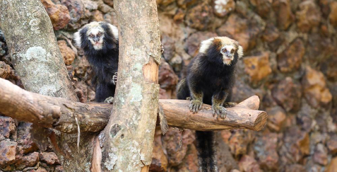 Saguis-da-serra-escuro encanta visitantes no Zoo de Brasília neste fim de ano