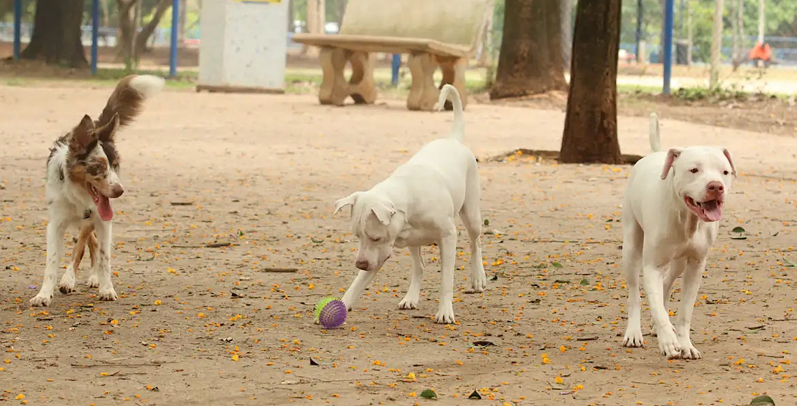 Brasil tem cerca de 30 milhões de animais domésticos abandonados 