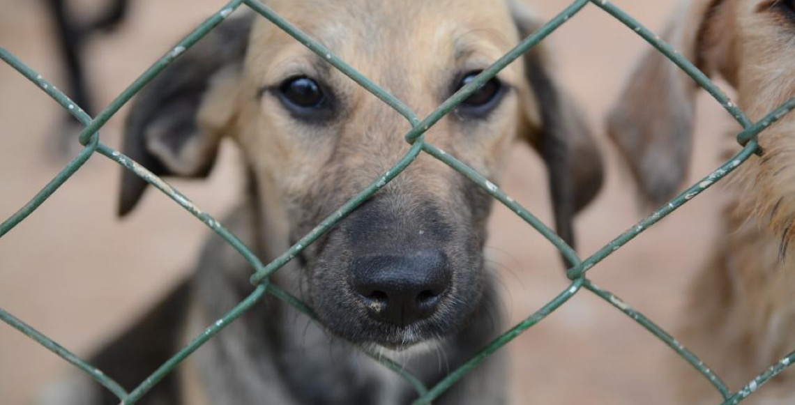 Fogos de artifício de baixo estampido protegem animais e garantem segurança no DF