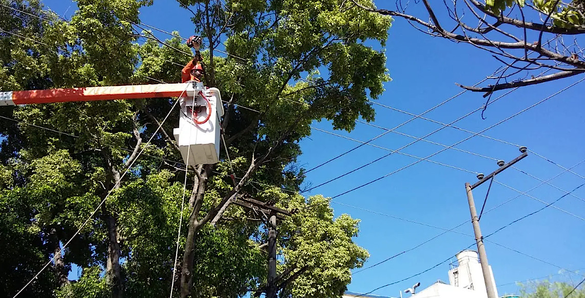 Lula sanciona lei que permite poda de árvores em casos de falta de atendimento