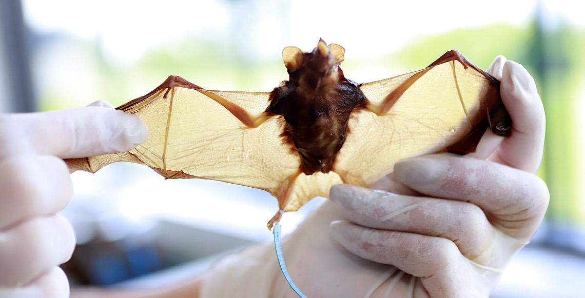 Zoonoses recolheu no DF quase mil corpos de animais em 2025