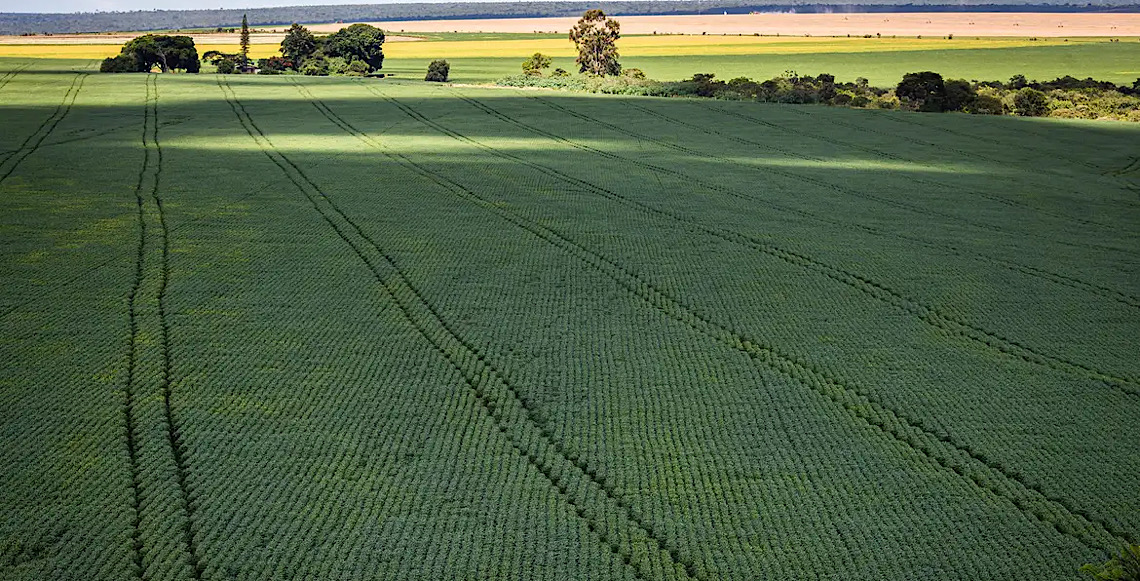 Tradings de soja abandonam acordo que restringe desmatamento na Amazônia