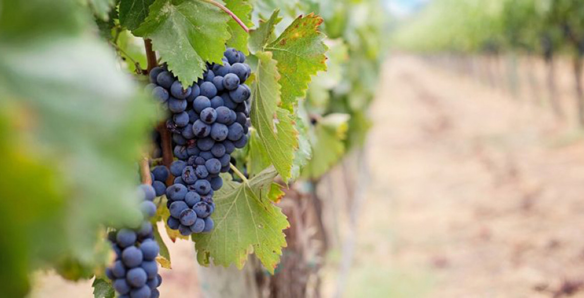 Setor vitivinícola português está otimista em atingir 1 bilhão de euros em exportações em 2026 