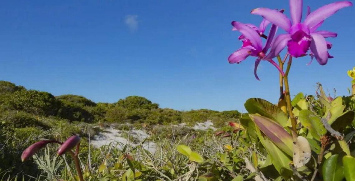 Inpe confirma redução de desmatamento na maioria dos biomas em 2024