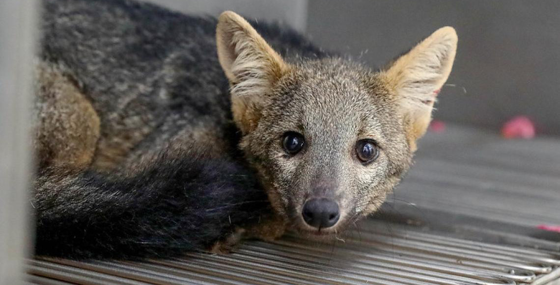Hfaus dá as primeiras altas do ano a animais silvestres
