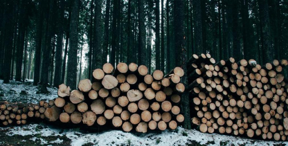 Comércio e produção globais de produtos florestais recuperam em 2024