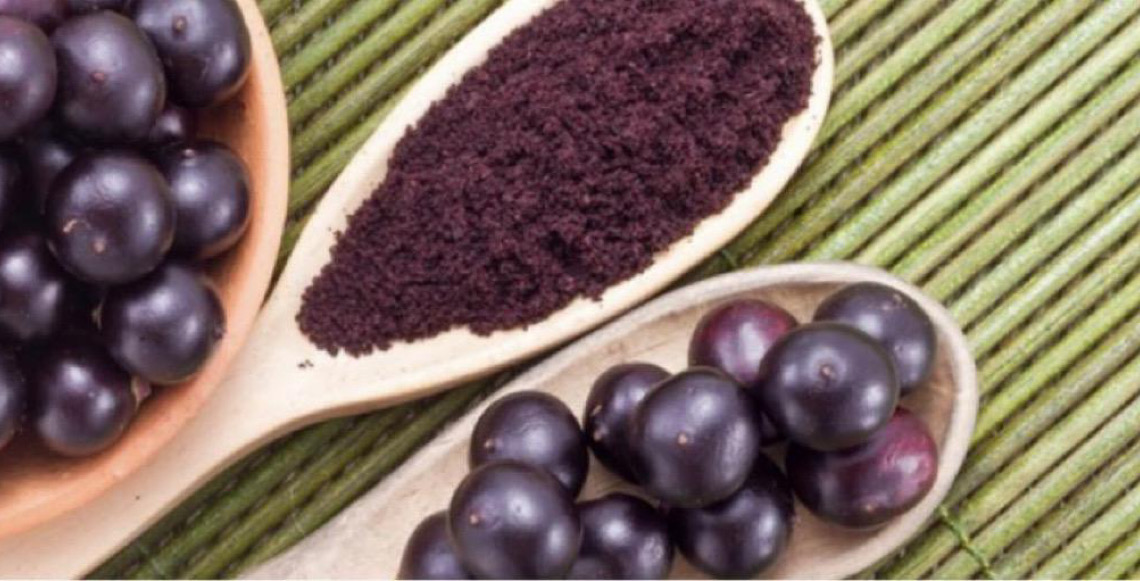 Típicas da amazônia, culturas do açaí e do cacau se adaptam ao interior paulista