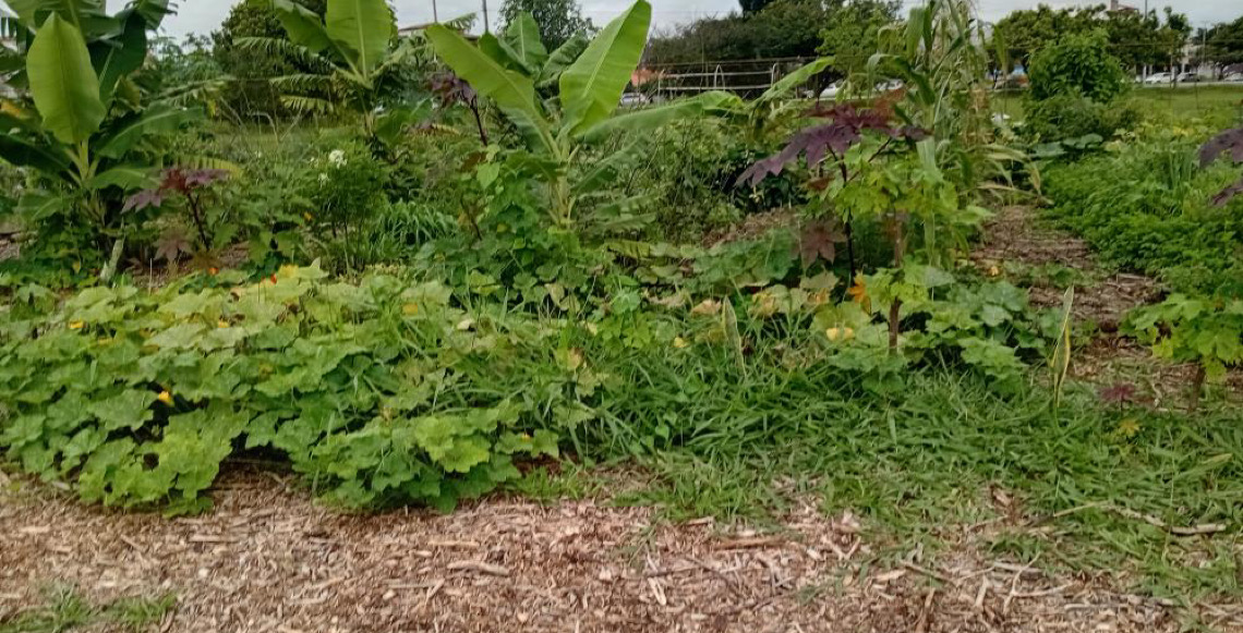 Programa Brasília Verde fortalece a segurança alimentar e leva saúde e sustentabilidade às cidades do DF