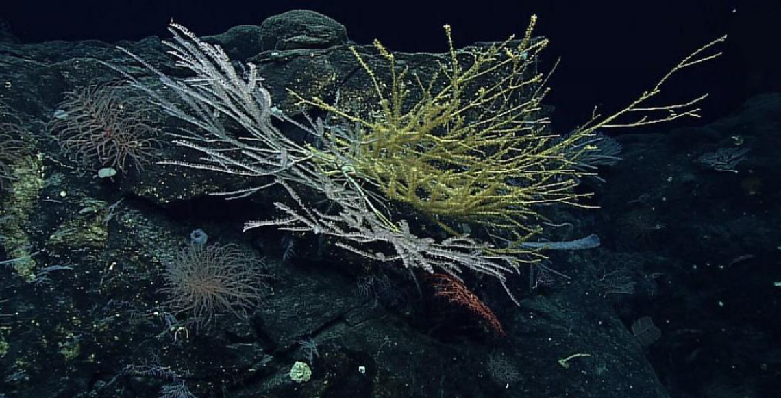 Tratado internacional para a proteção dos oceanos entra em vigor neste 17 de janeiro