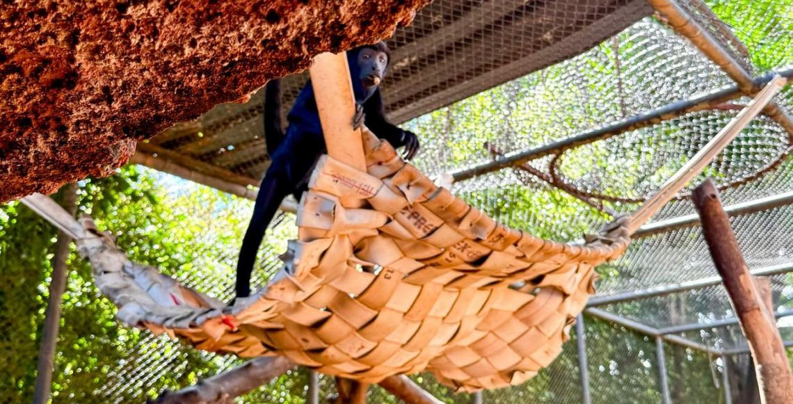 Adaptações nos cuidados asseguram conforto e saúde para os animais do Zoológico de Brasília durante o período chuvoso