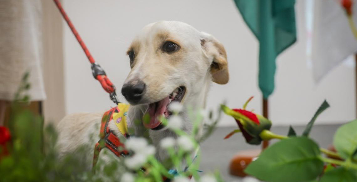 Projeto Pet ConVivência incentiva adoção de animais por escolas públicas