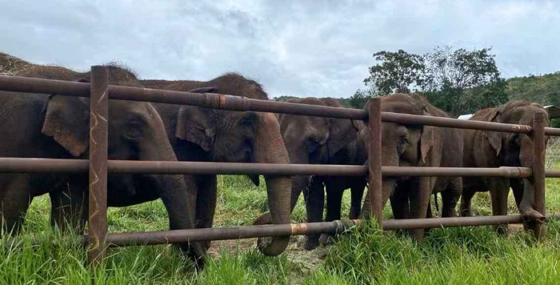 Santuário de elefantes pede que Mato Grosso anule suspensão para receber novos animais