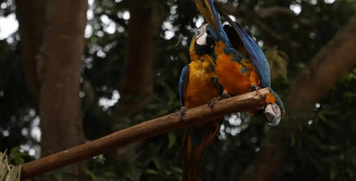No Parque da Tijuca, araras-canindés voltam ao céu do Rio após 200 anos