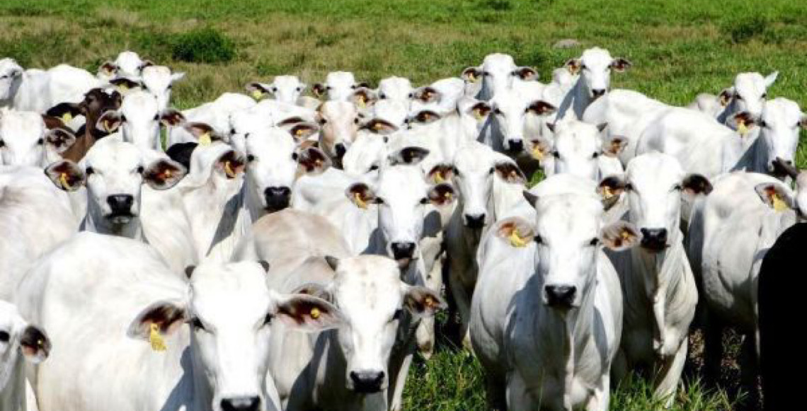 Arábia Saudita abre mercado para anticoagulante