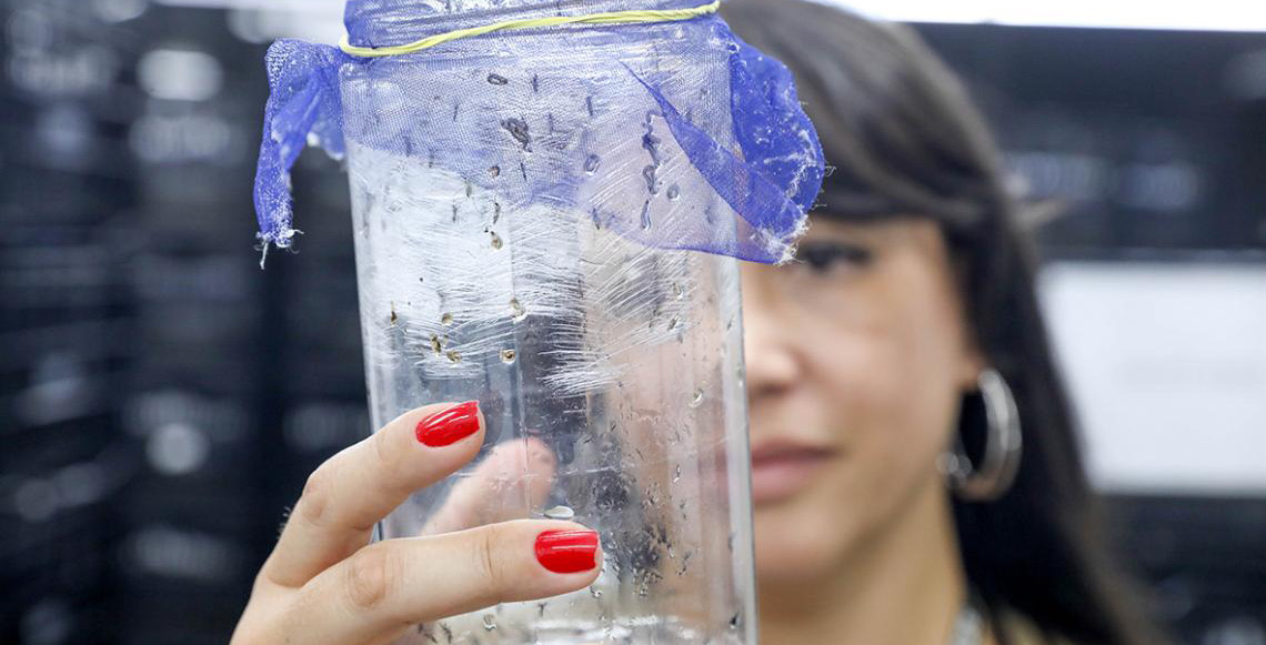 Com drones e mosquitos wolbitos, Governo do DF alia tecnologia e controle biológico no combate à dengue