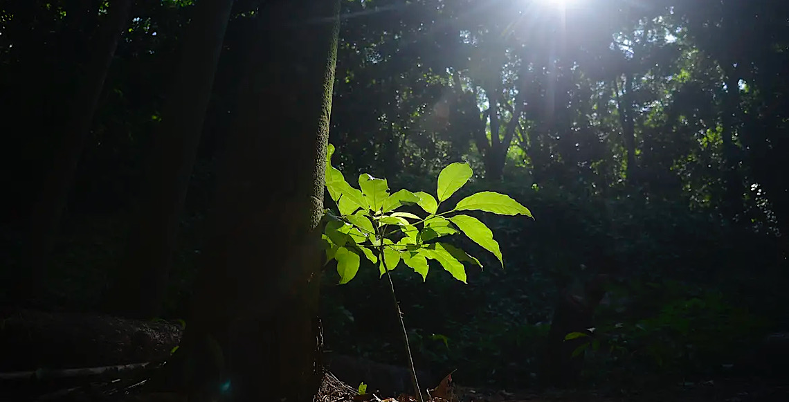 Fazenda corre para avançar com regulamentação do mercado de carbono antes das eleições