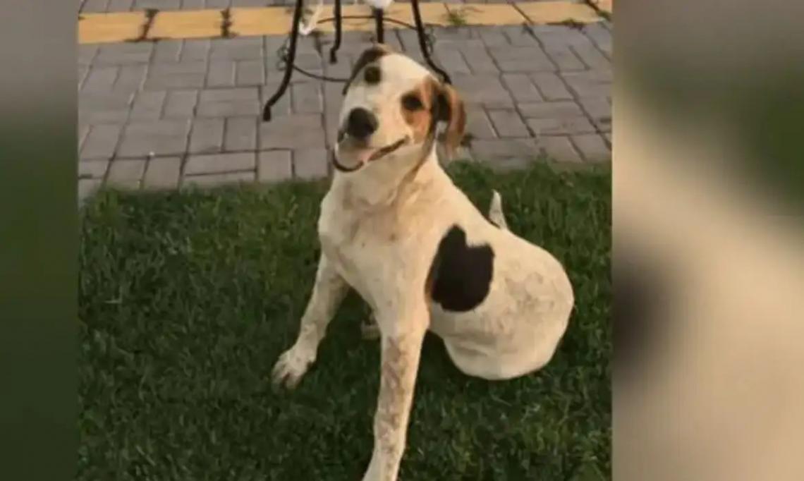 Cachorro comunitário Abacate é morto por um tiro, na cidade de Toledo, no Paraná