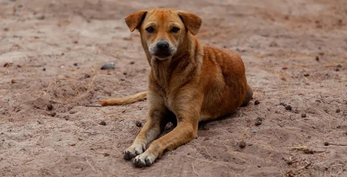 Vira-lata caramelo agora é reconhecido e se torna expressão cultural de São Paulo