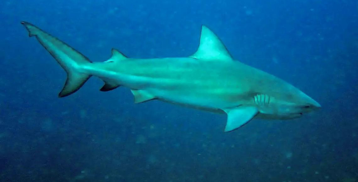 Tubarão-cabeça-chata é provável espécie que atacou garoto em praia de Olinda