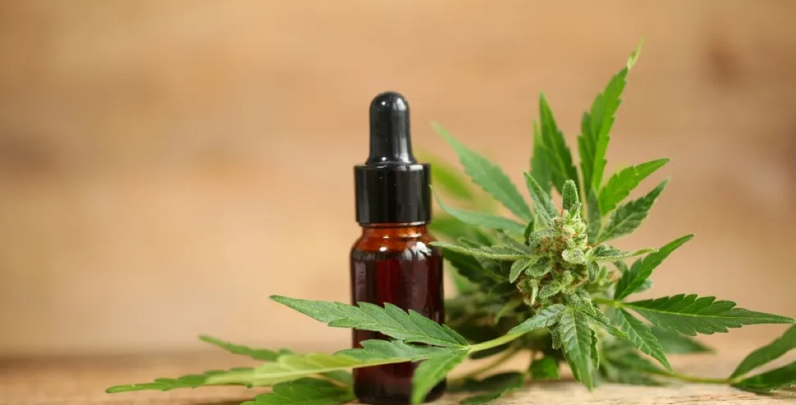 Anvisa publica regras para cultivo de Cannabis, com controle rídigo e início em agosto