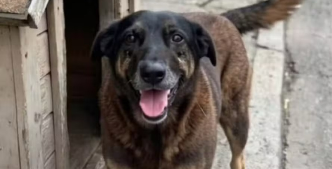 Polícia de SC conclui inquérito sobre morte de cão Orelha e pede internação de adolescente