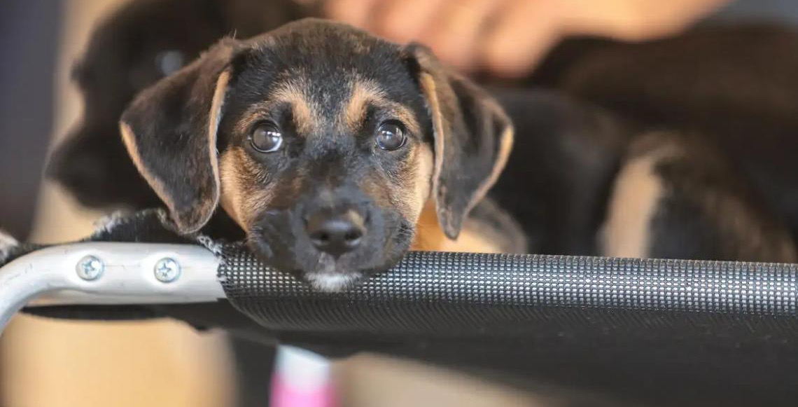 Saiba como educar crianças e adolescentes para respeitar os animais