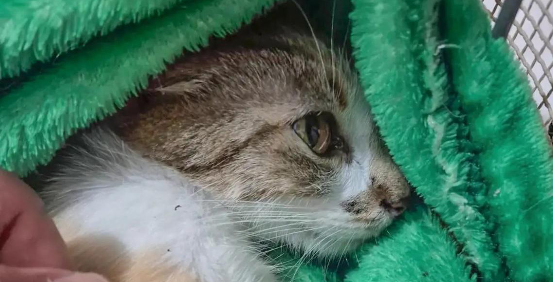 Mulher é presa após arremessar gata do 12º andar de prédio em Curitiba