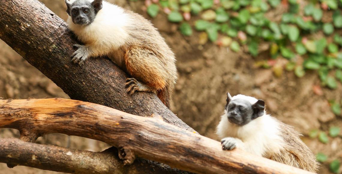 Caju e Castanha são os nomes escolhidos para os filhotes de sauim-de-coleira do Zoo de Brasília