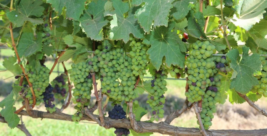 Carnaval com sossego? Aproveite as dicas turísticas pelo DF