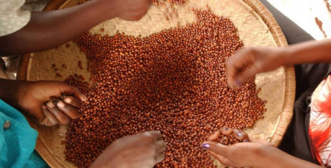 Dia Mundial das Leguminosas, celebrado em 10 de fevereiro, enfatiza nutrição e sustentabilidade