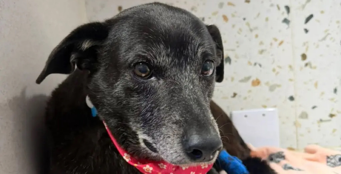 Cadela Pretinha, companheira de Orelha, morre em Florianópolis