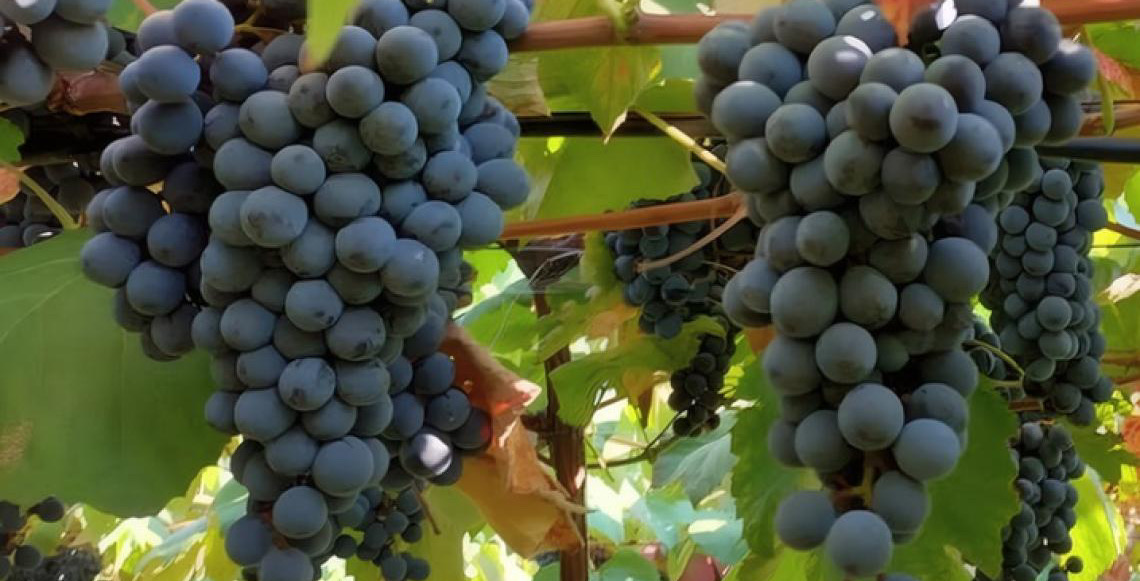 Novas uvas lançadas pela Embrapa reforçam produção de sucos e vinhos brasileiros