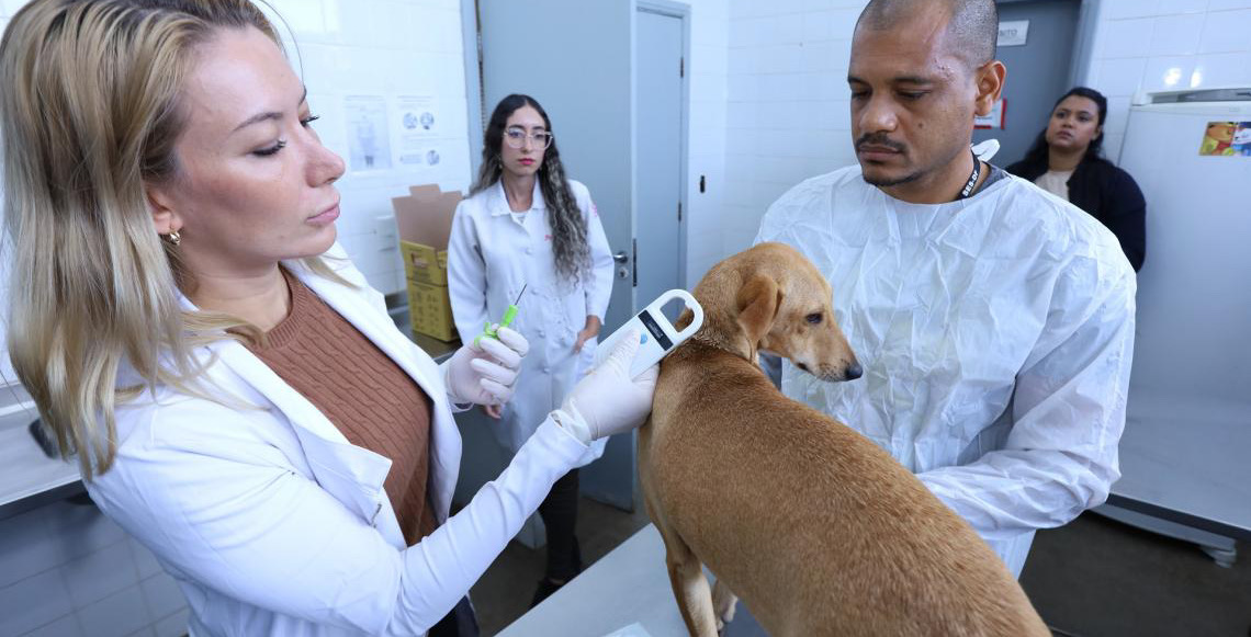 Bloco de Carnaval infantil de Brasília terá microchipagem e vacinação gratuita para cães