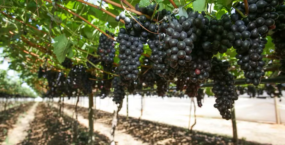 Uvas de mesa exóticas, de genética importada, são grande aposta do Vale do São Francisco