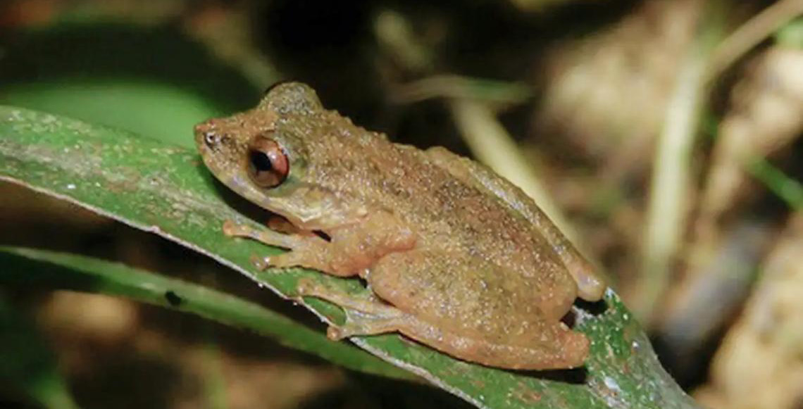 Nova espécie de perereca é descoberta no Cerrado mineiro